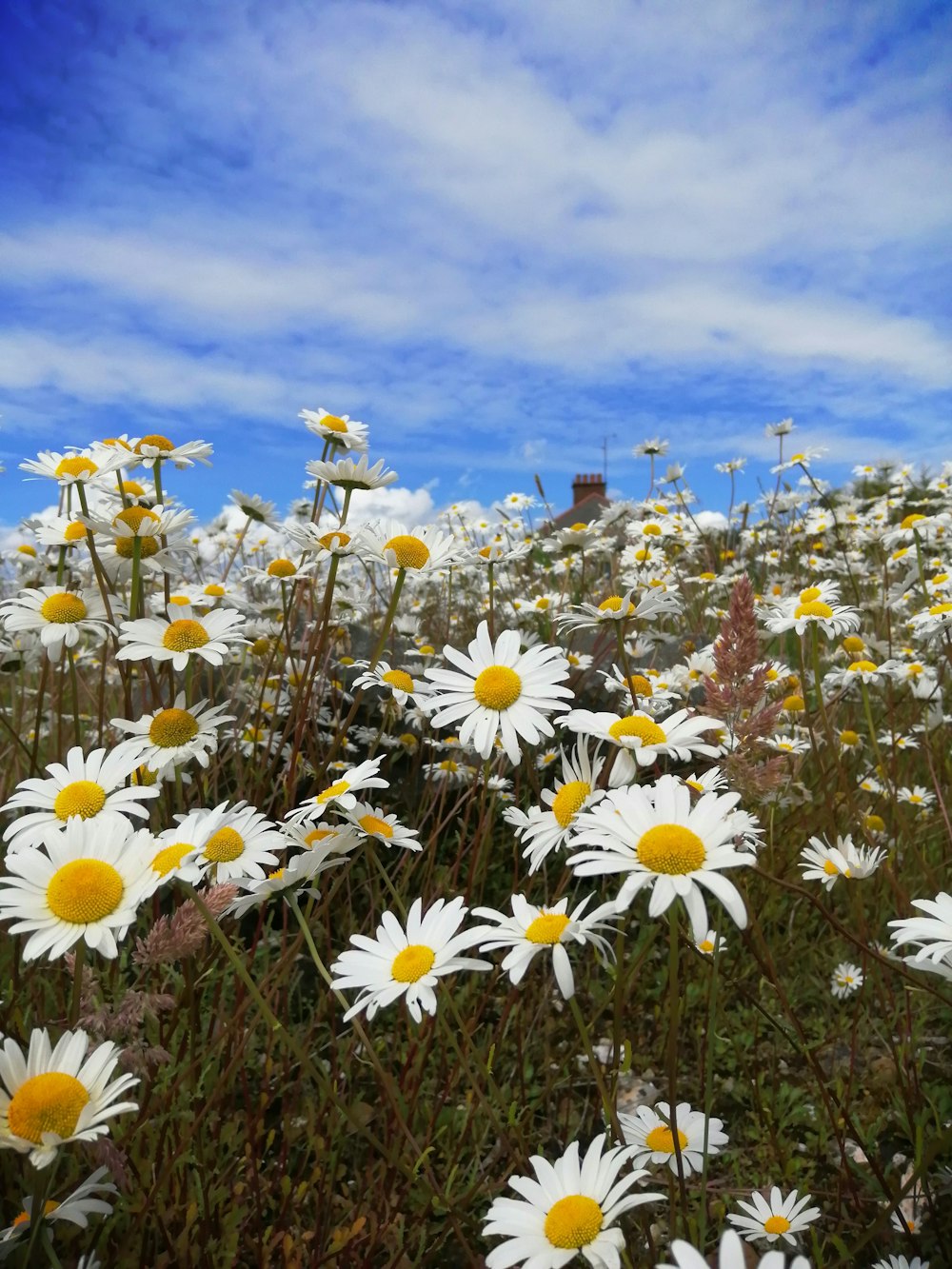 white cluster-petaled flowers during daytime