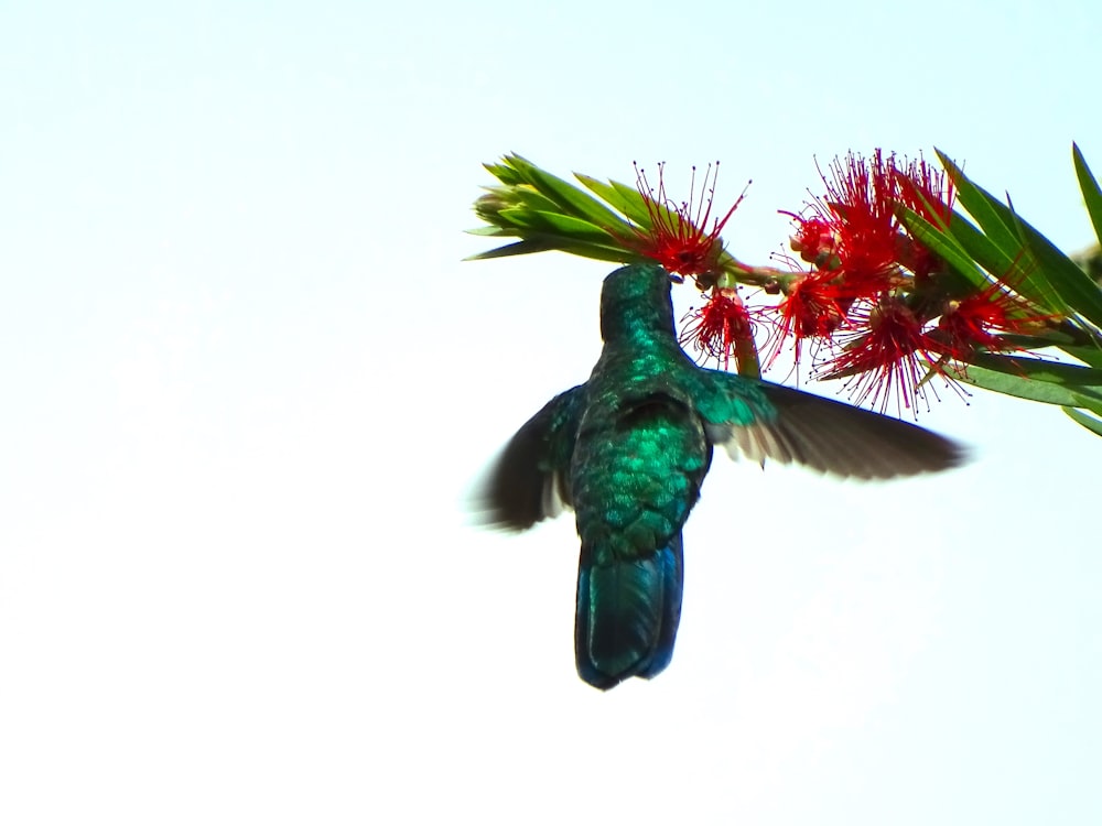 green hummingbird