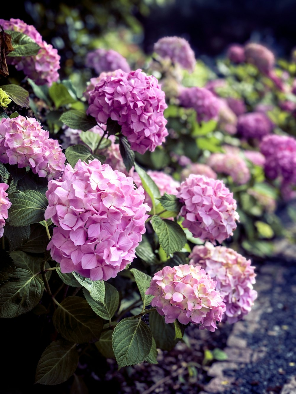 purple-petaled flower