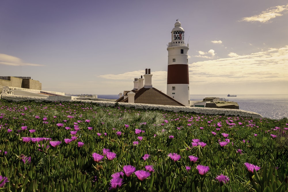 pink flowers across white and red lighthouse during daytime