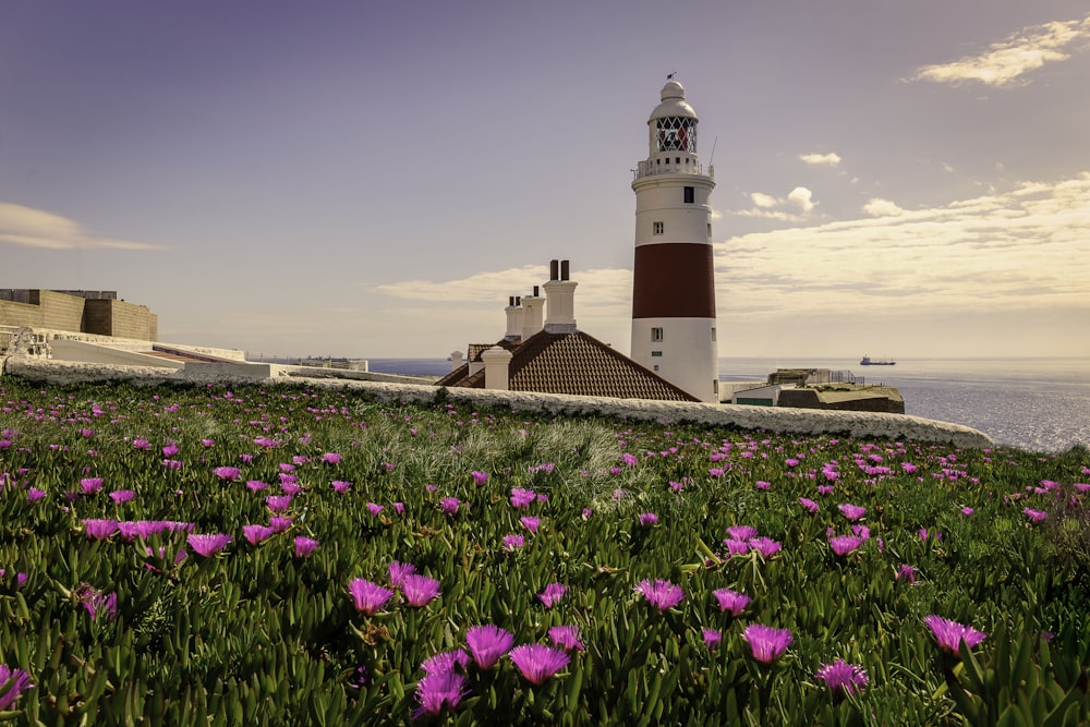 fiori rosa attraverso il faro bianco e rosso durante il giorno