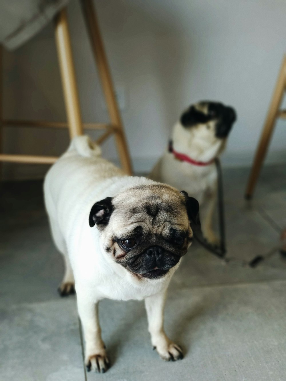 two fawn pugs near wall