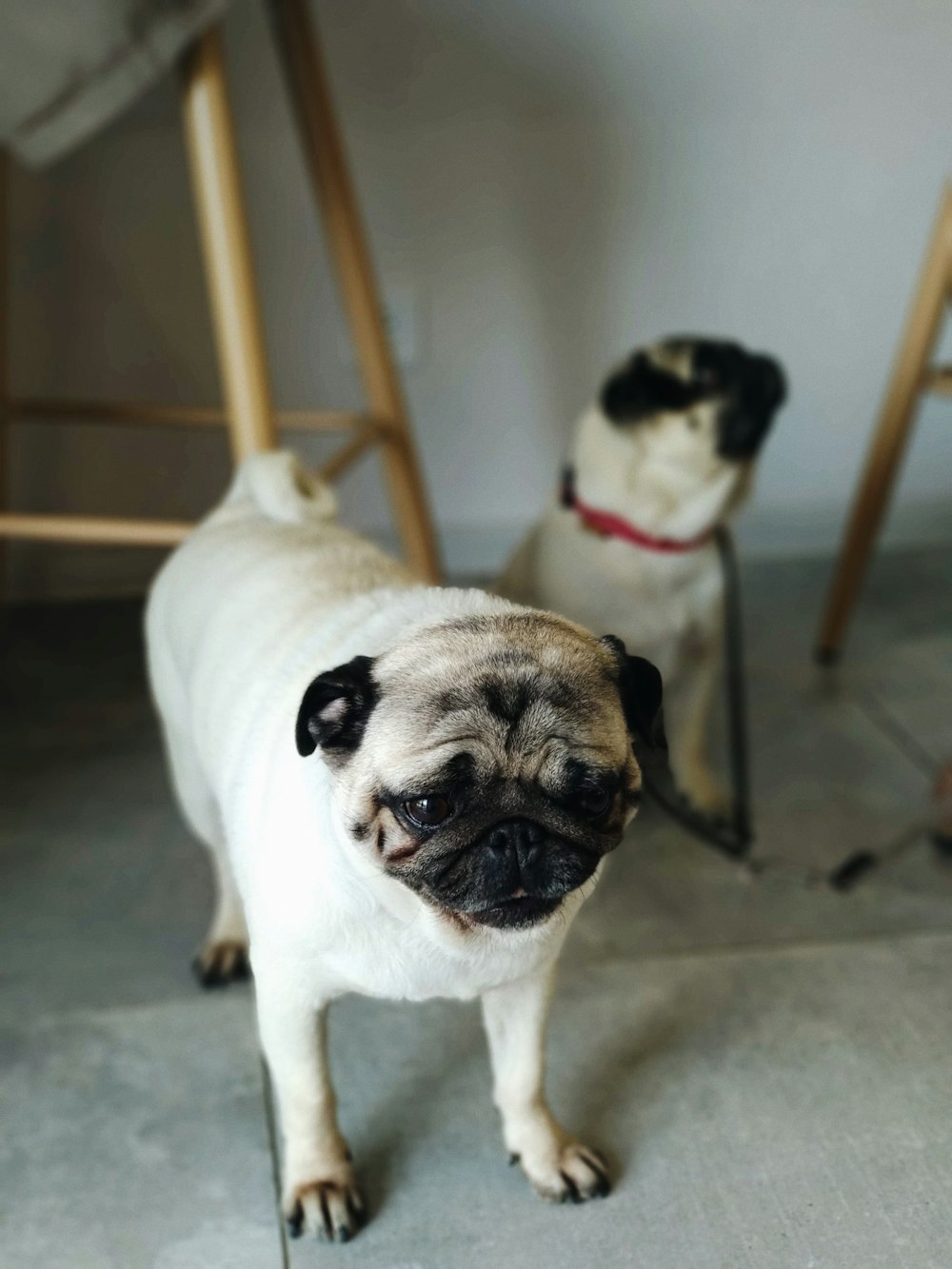 Two Fawn Pugs Near Wall Photo – Free Canine Image On Unsplash