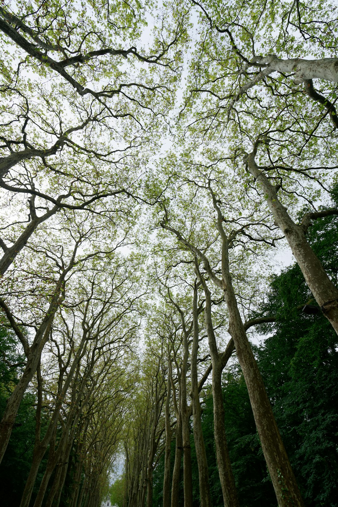 photo of Loire Valley Forest near Château de Villandry