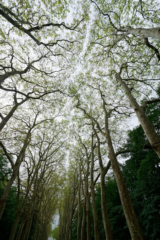 field of green trees in Loire Valley France
