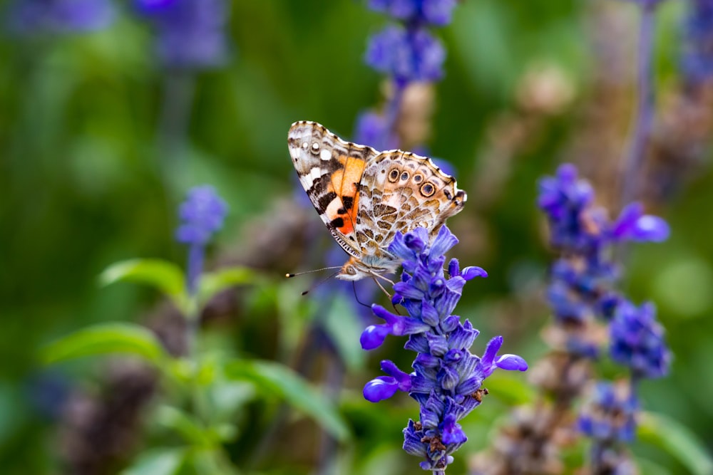 brown butterly on flower