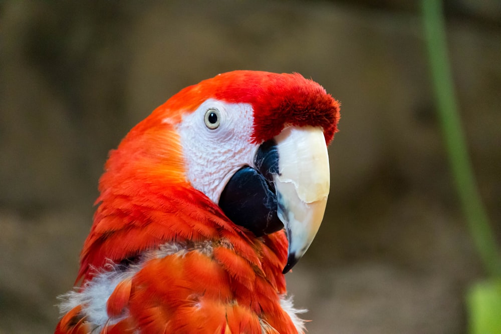 red an white macaw