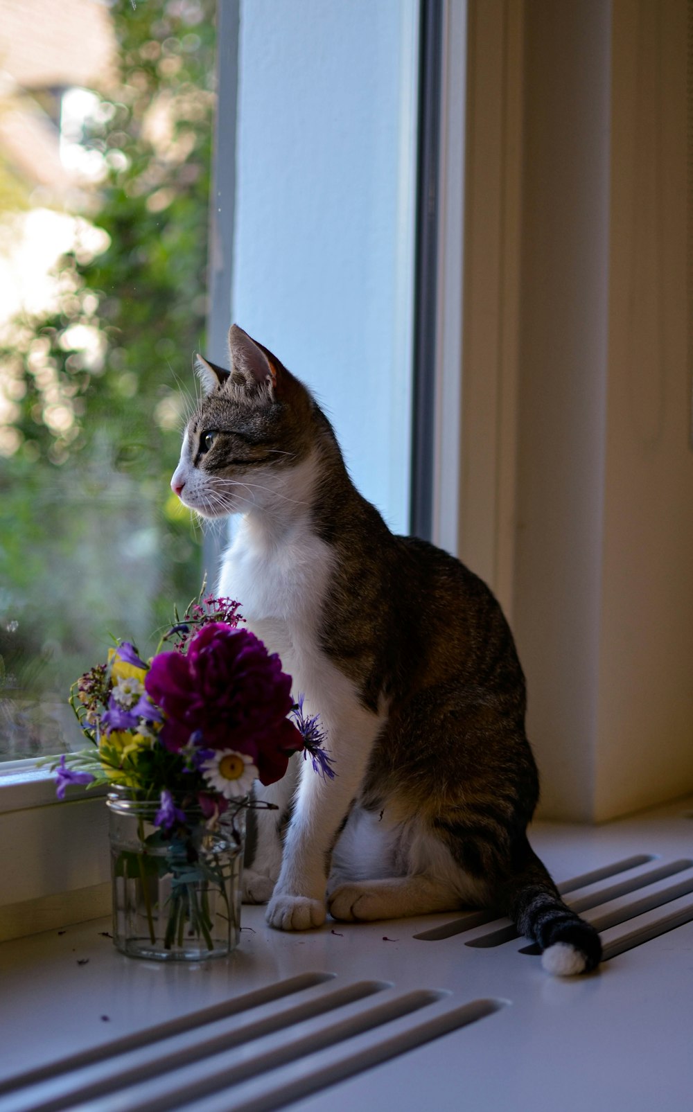 cat sitting on window