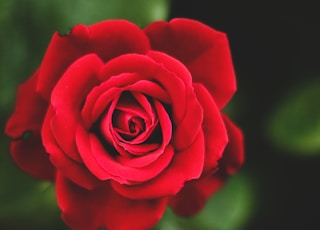 red rose