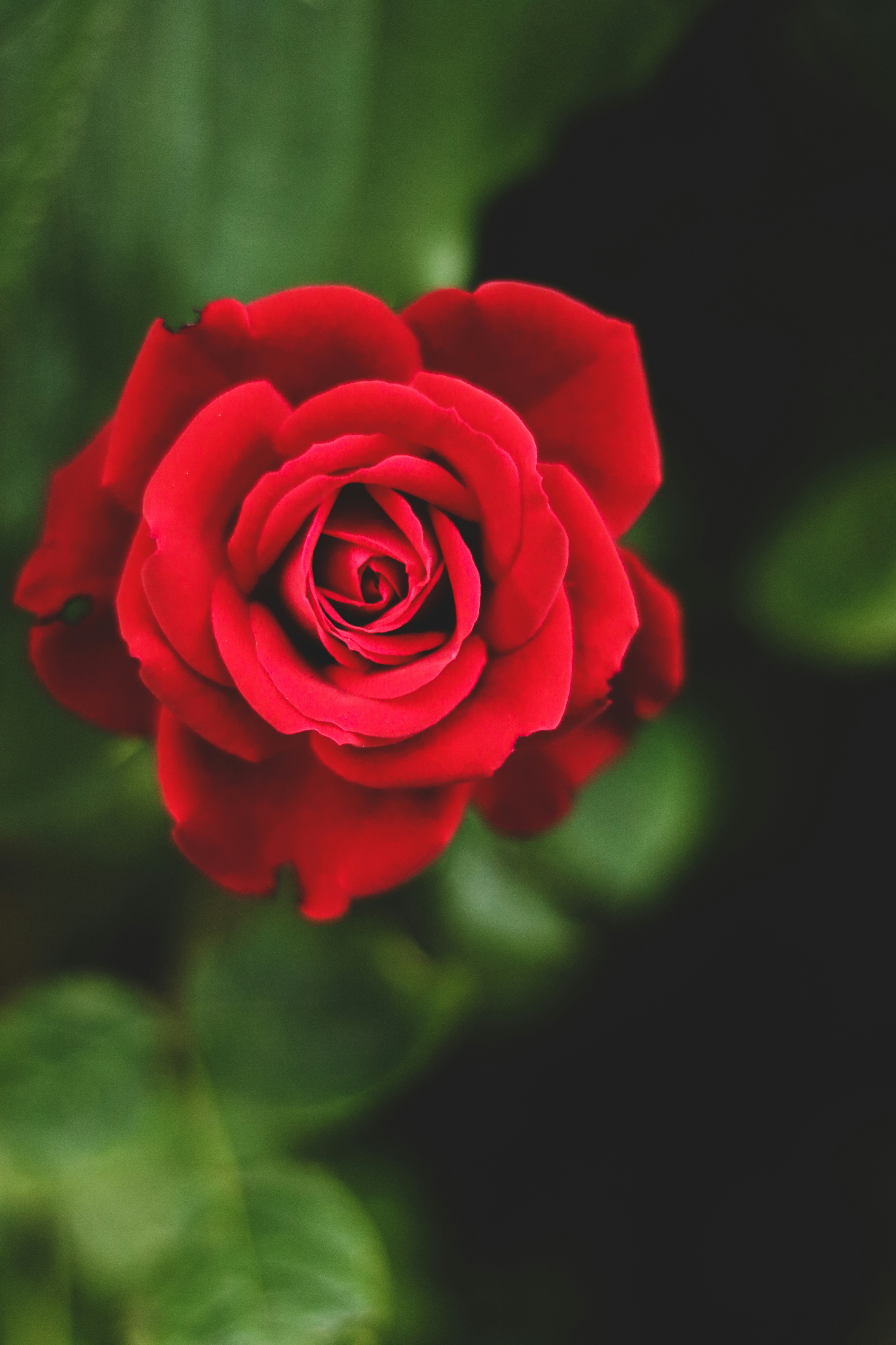 Rose Wallpapers Free Hd Download 500 Hq Unsplash