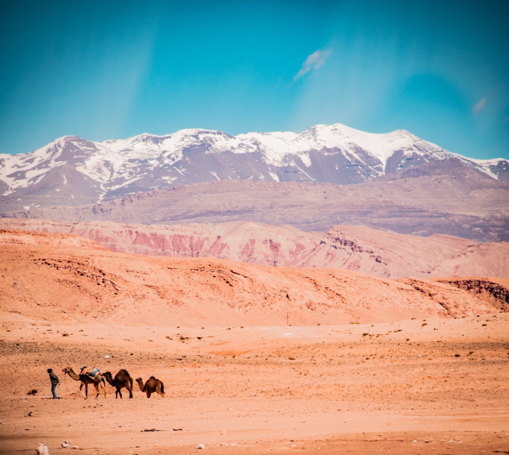 흰색과 갈색 산을 가로 지르는 사막에 낙타 3 마리