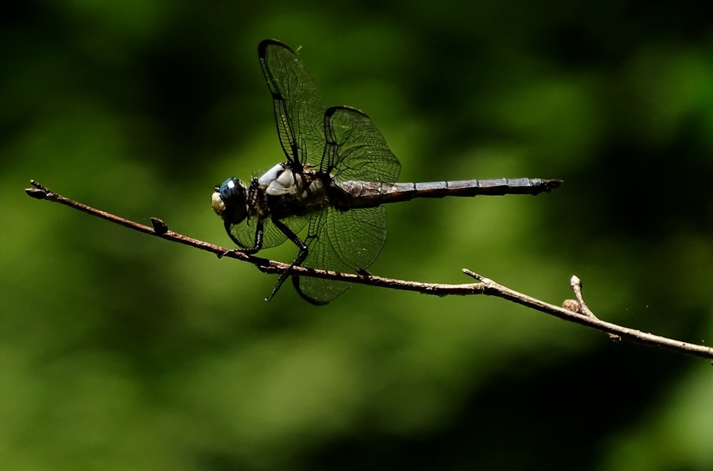 gray dragonfly