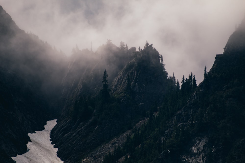 trees on mountain in high angle photo