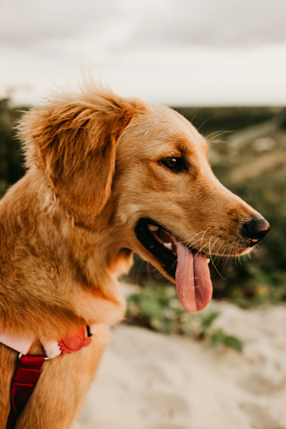 brauner Hund mit kurzem Fell Nahaufnahme