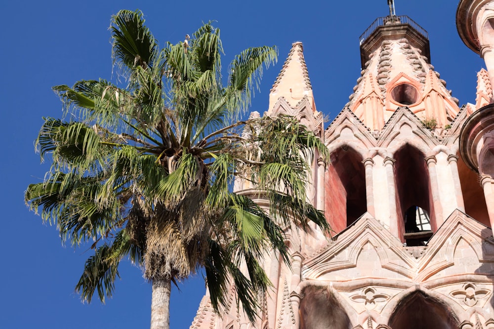 palm tree beside white church