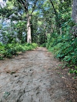 Footprints on a dirt path winding through tall trees, inviting exploration.