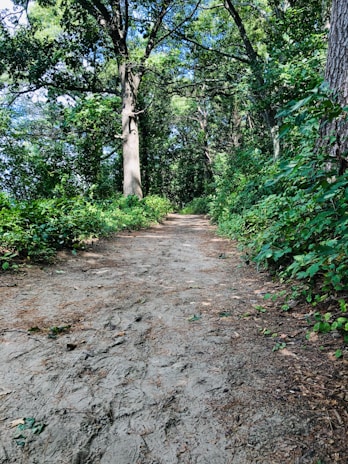 Footprints in the soft earth leading into a dense forest trail, inviting exploration and connection with nature.