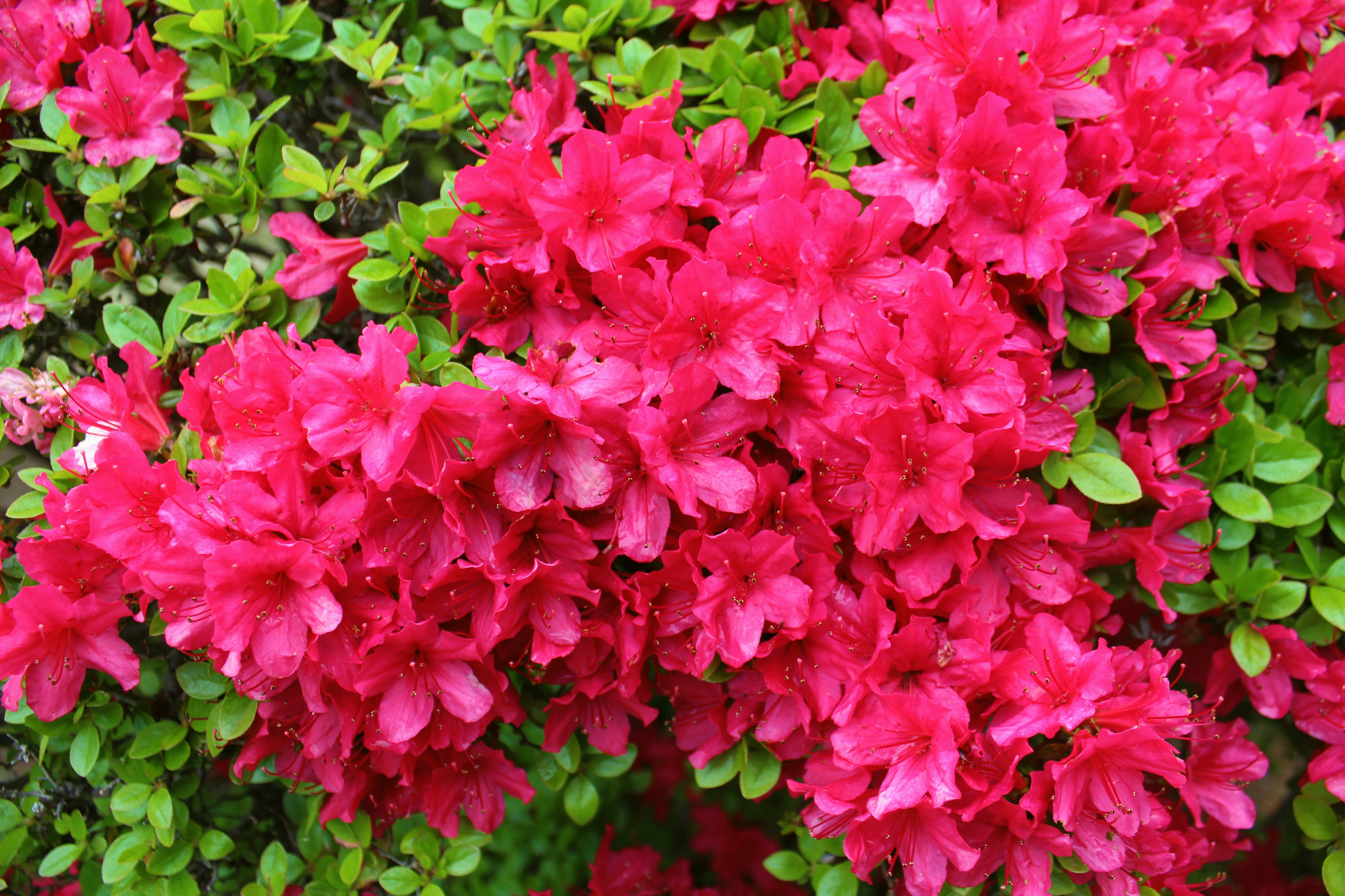 macro photography of pink petaled flowers