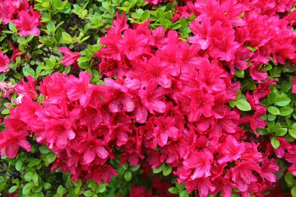 macro photography of pink petaled flowers