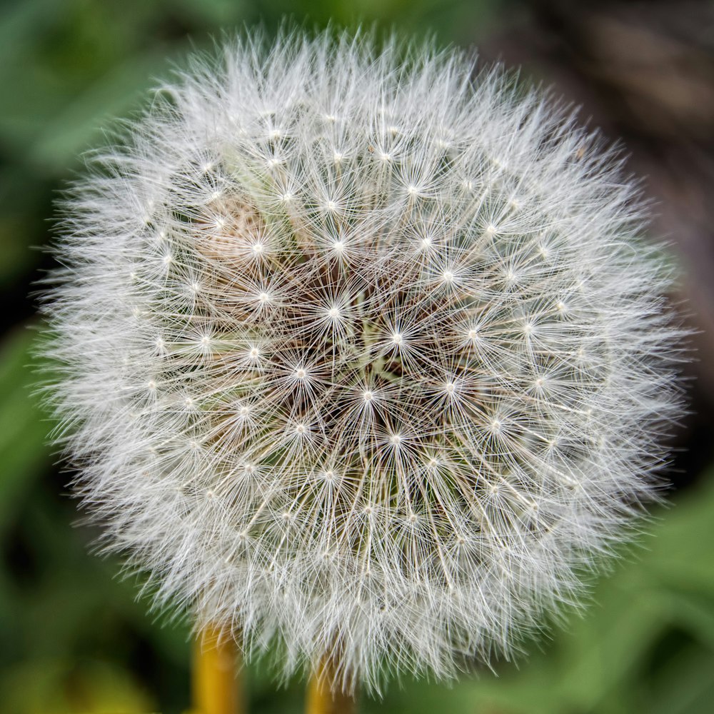 Fotografía de enfoque selectivo de flor de diente de león