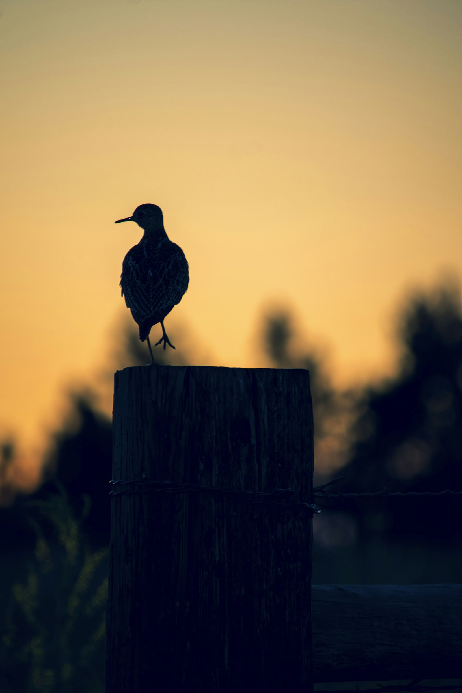 Nikon D5500 + Nikon AF-S DX Nikkor 55-300mm F4.5-5.6G ED VR sample photo. Silhouette of bird photography photography