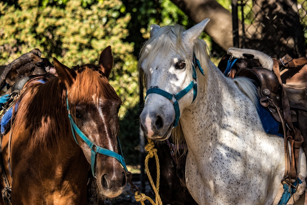 standing beside each other white and brown horses near fence