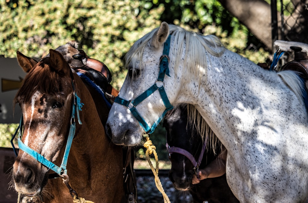 white horse