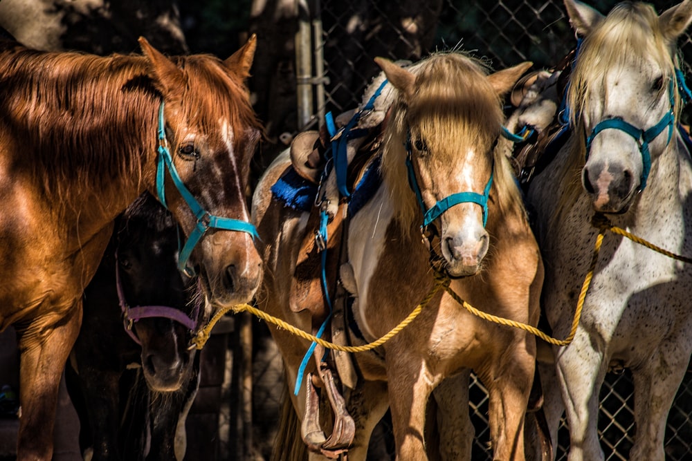 brown and white horses