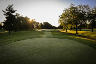 green trees during daytime
