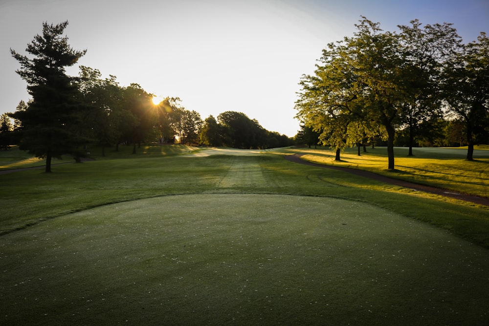 green trees during daytime