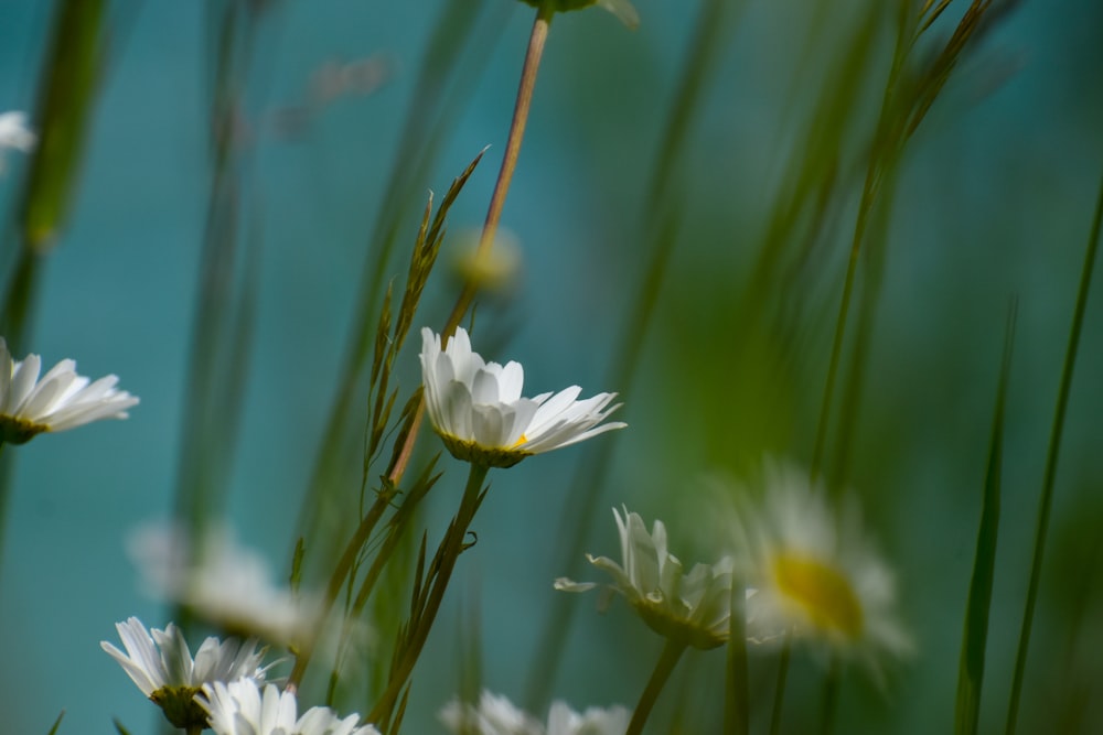 white daisy selective focus photo