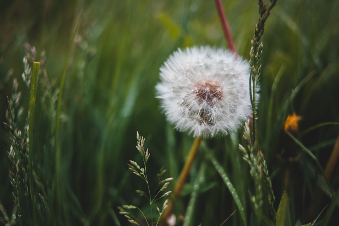 white dandelion flower close-up photography