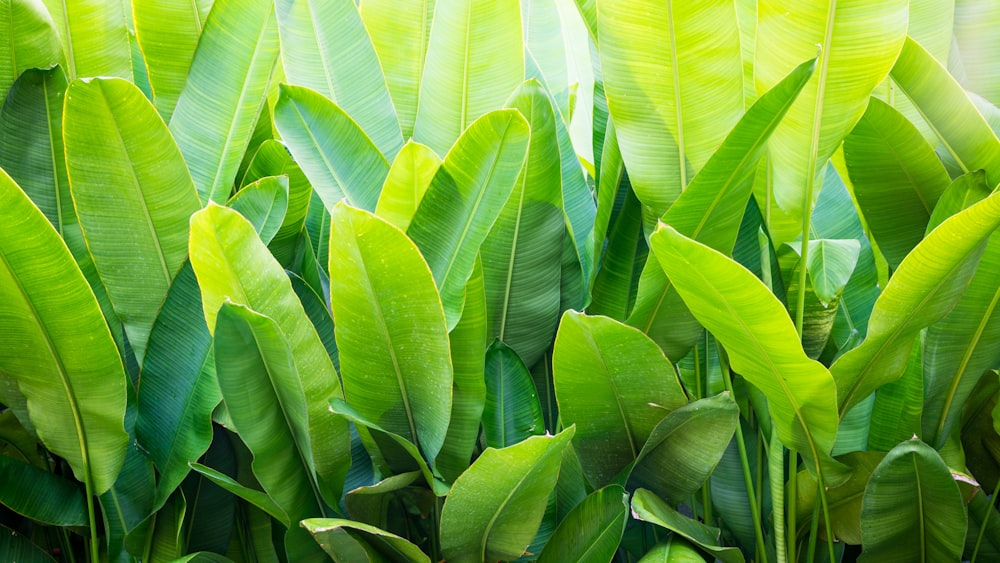 green-leafed plant