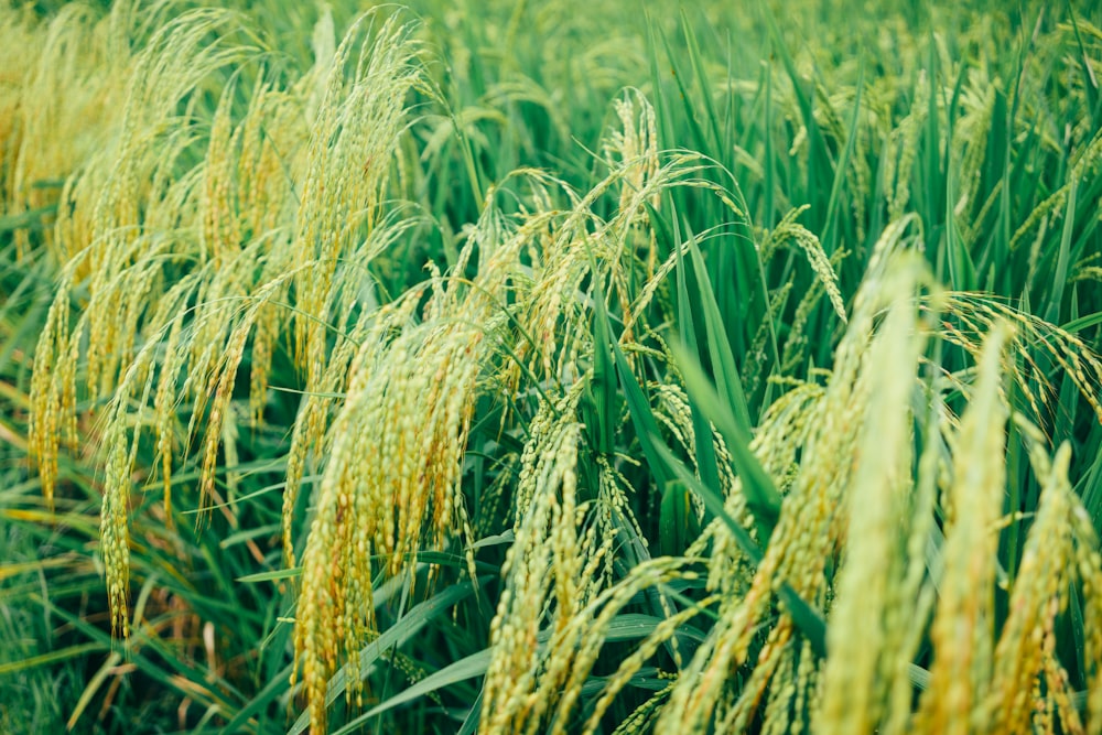 Campo de arroz verde durante o dia