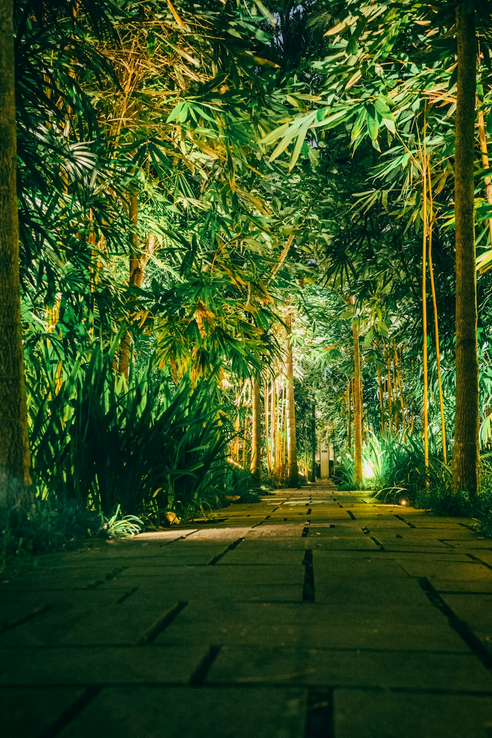 sentiero marrone tra alberi di bambù