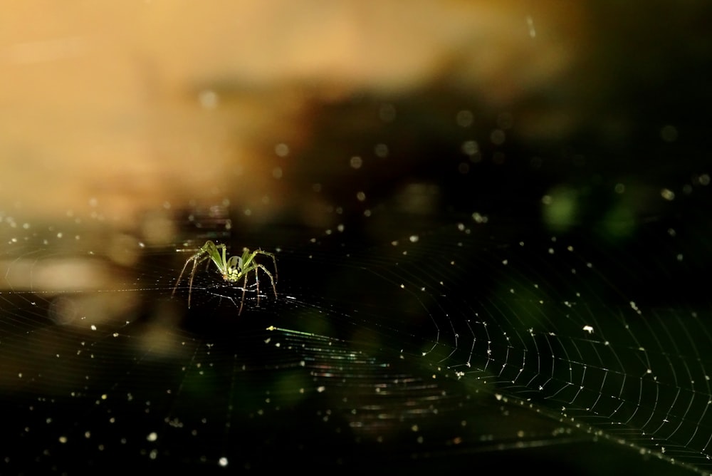 araignée verte