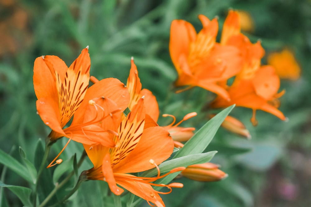 orange petaled flower selective photography
