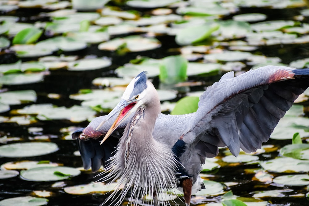 bird above body of water with lilies