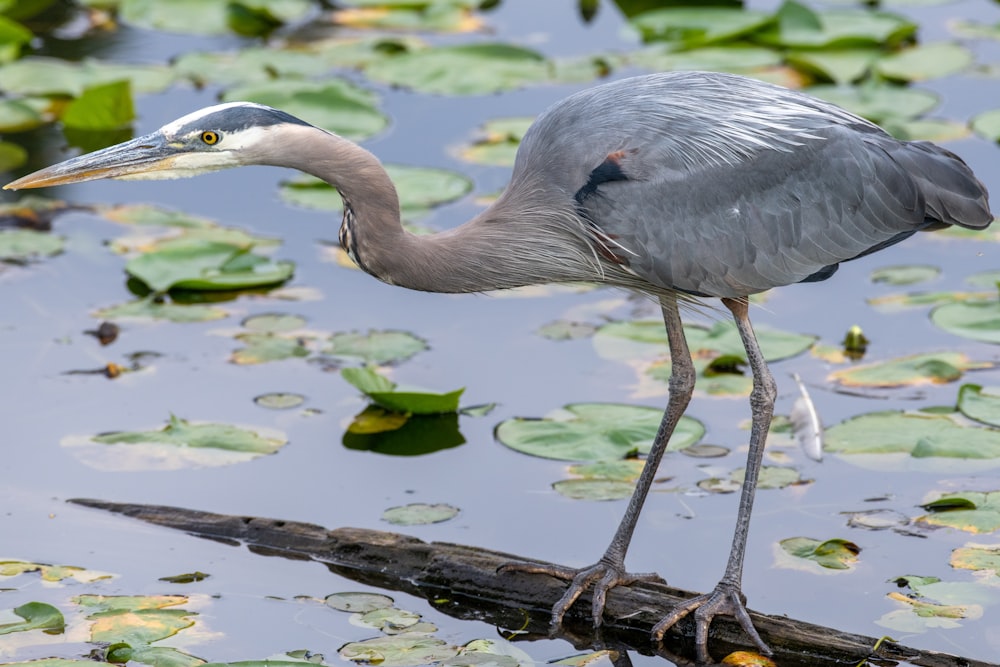 Blue Heron bird on wood log in body of water