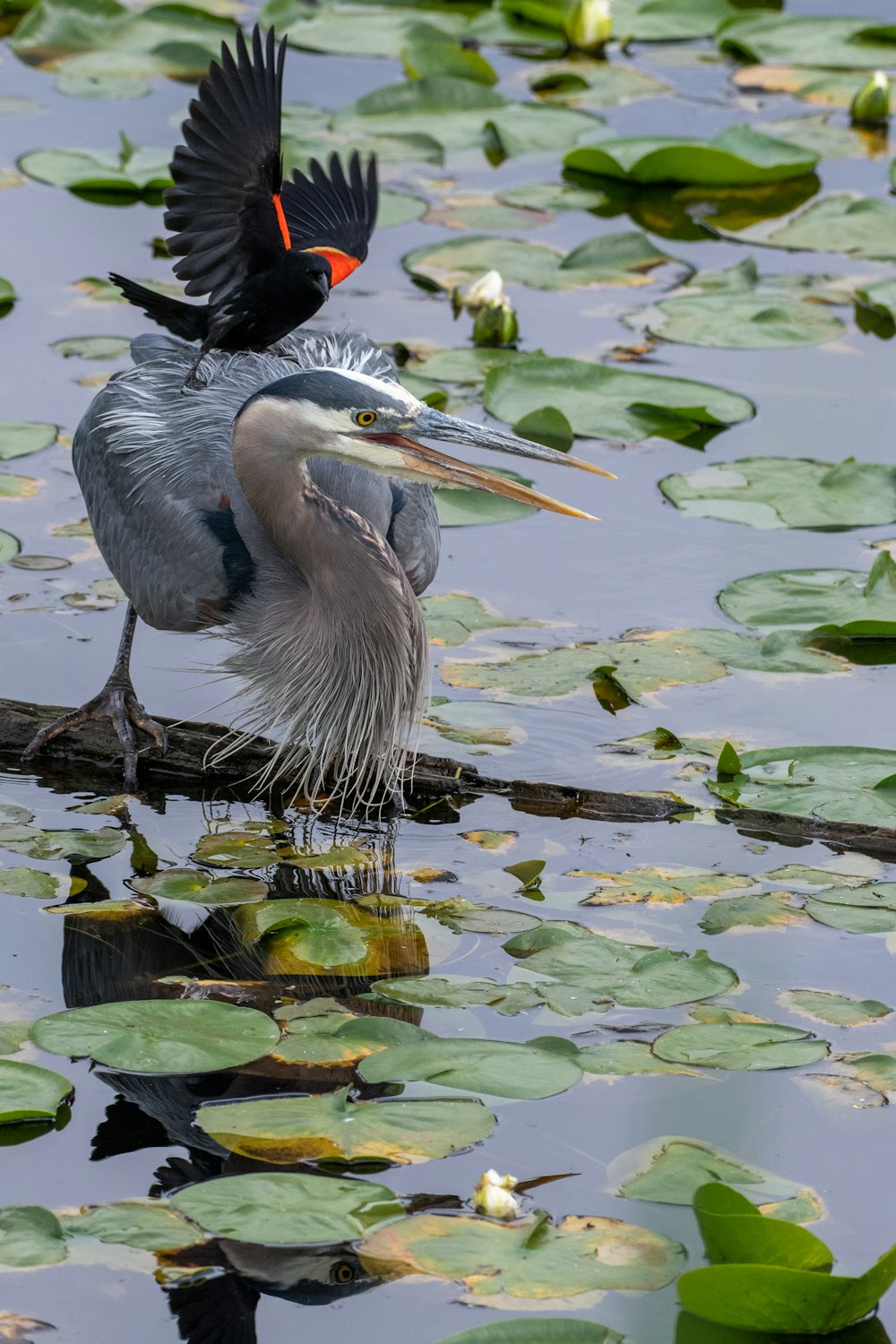 blue and black bird photography