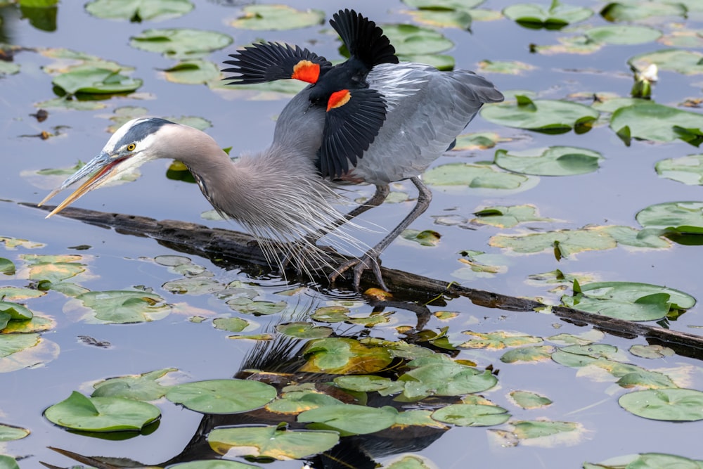 gray bird on log