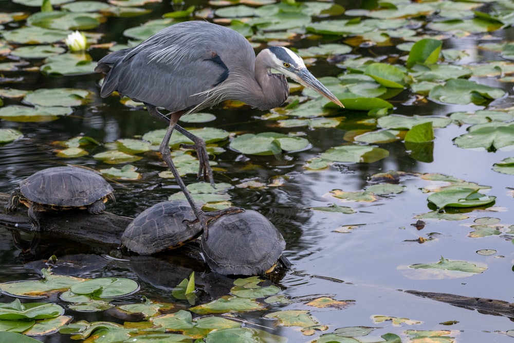 brown bird on top of three black turtles