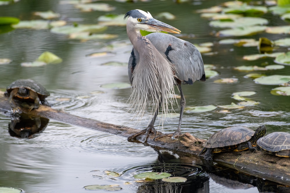 black and grey bird in a wood during daytime