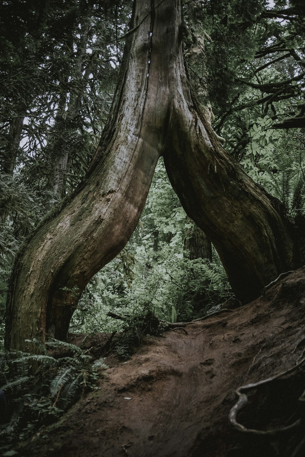 narrow pathway under brown tree trunk