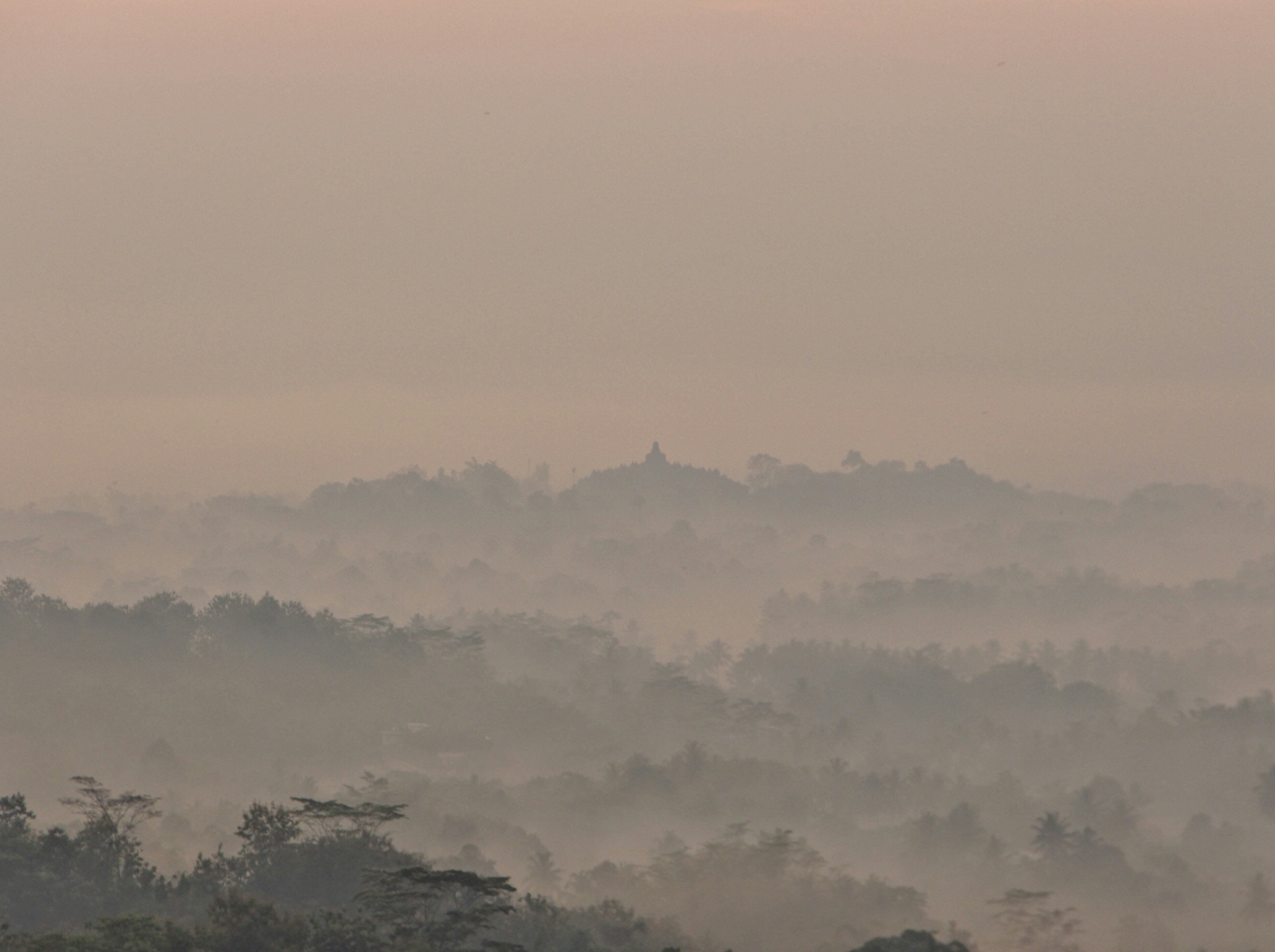 a hazy view of a forest filled with trees