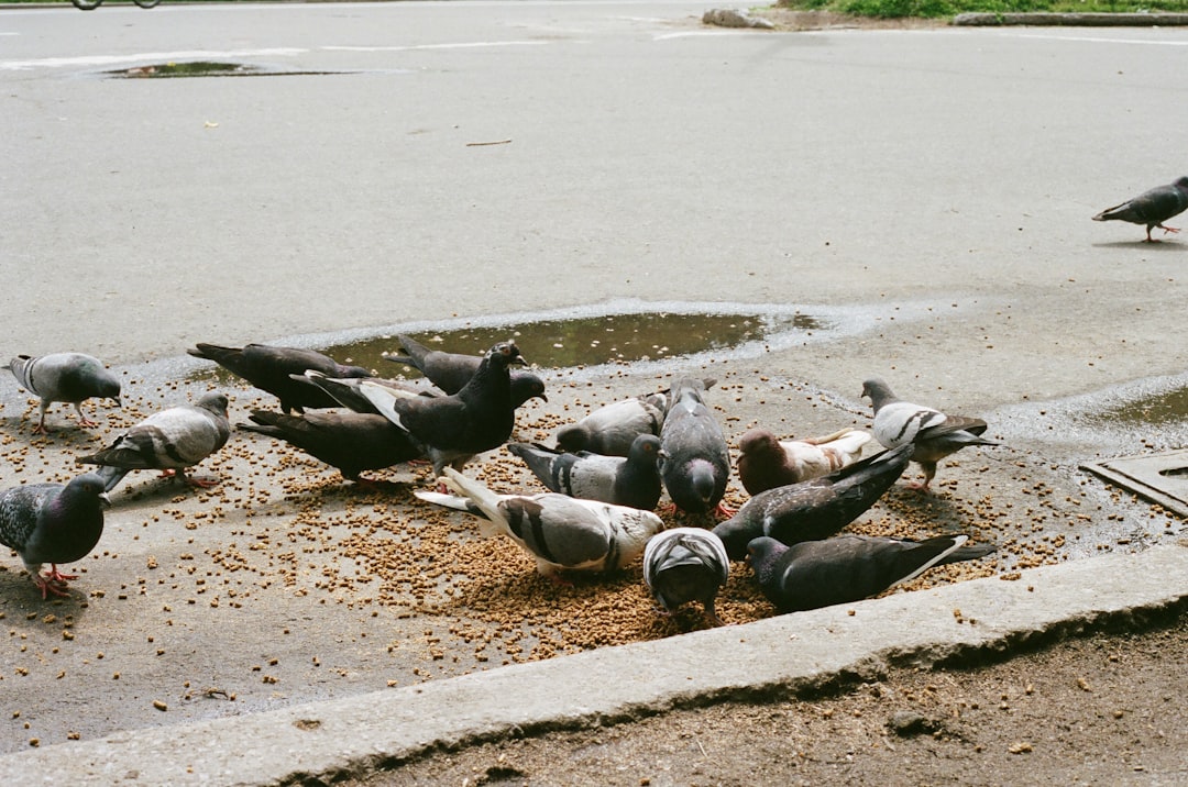 flock of pigeons