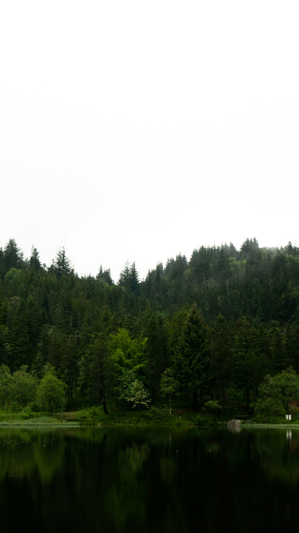 calm body of water near tree during daytime