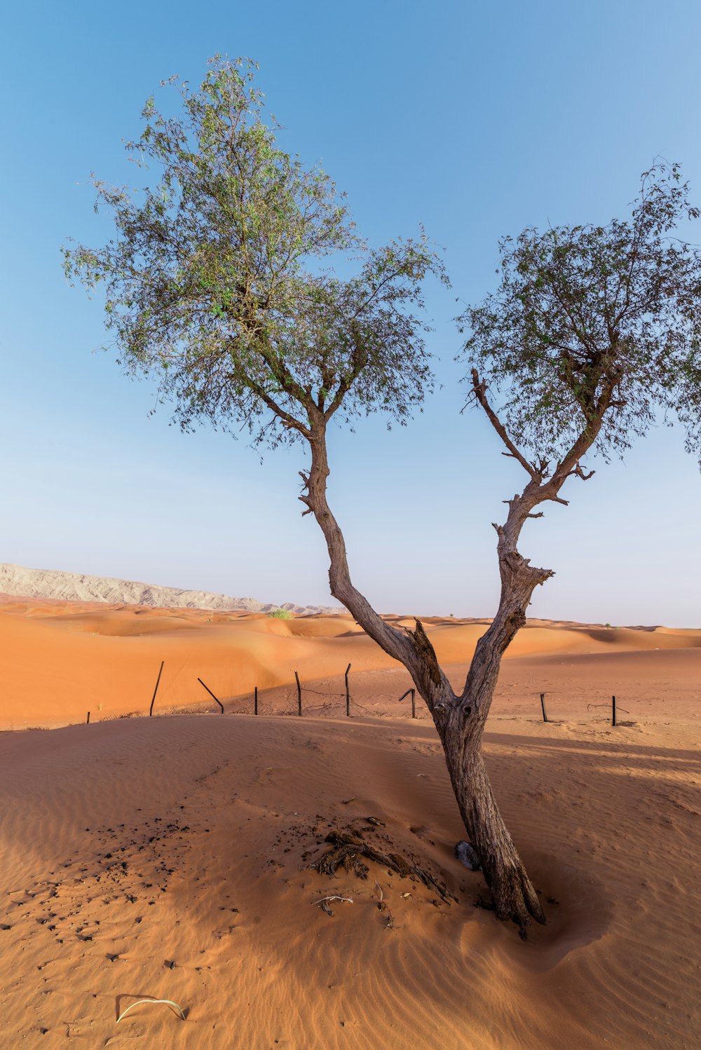 arbre à feuilles vertes dans le désert