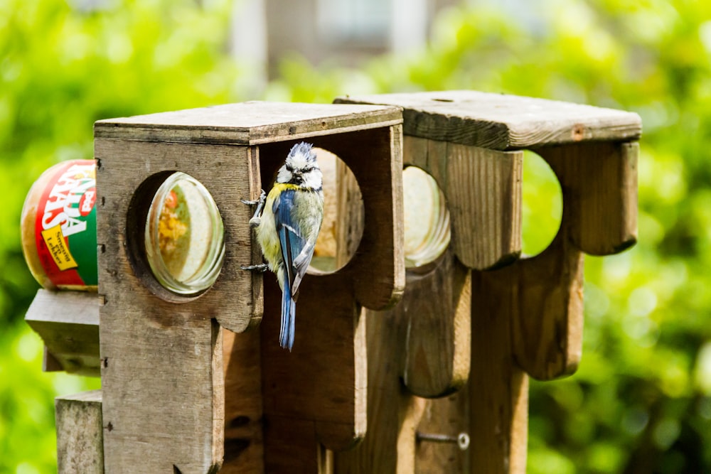 Fotografia de foco seletivo de pássaros marrons e azuis