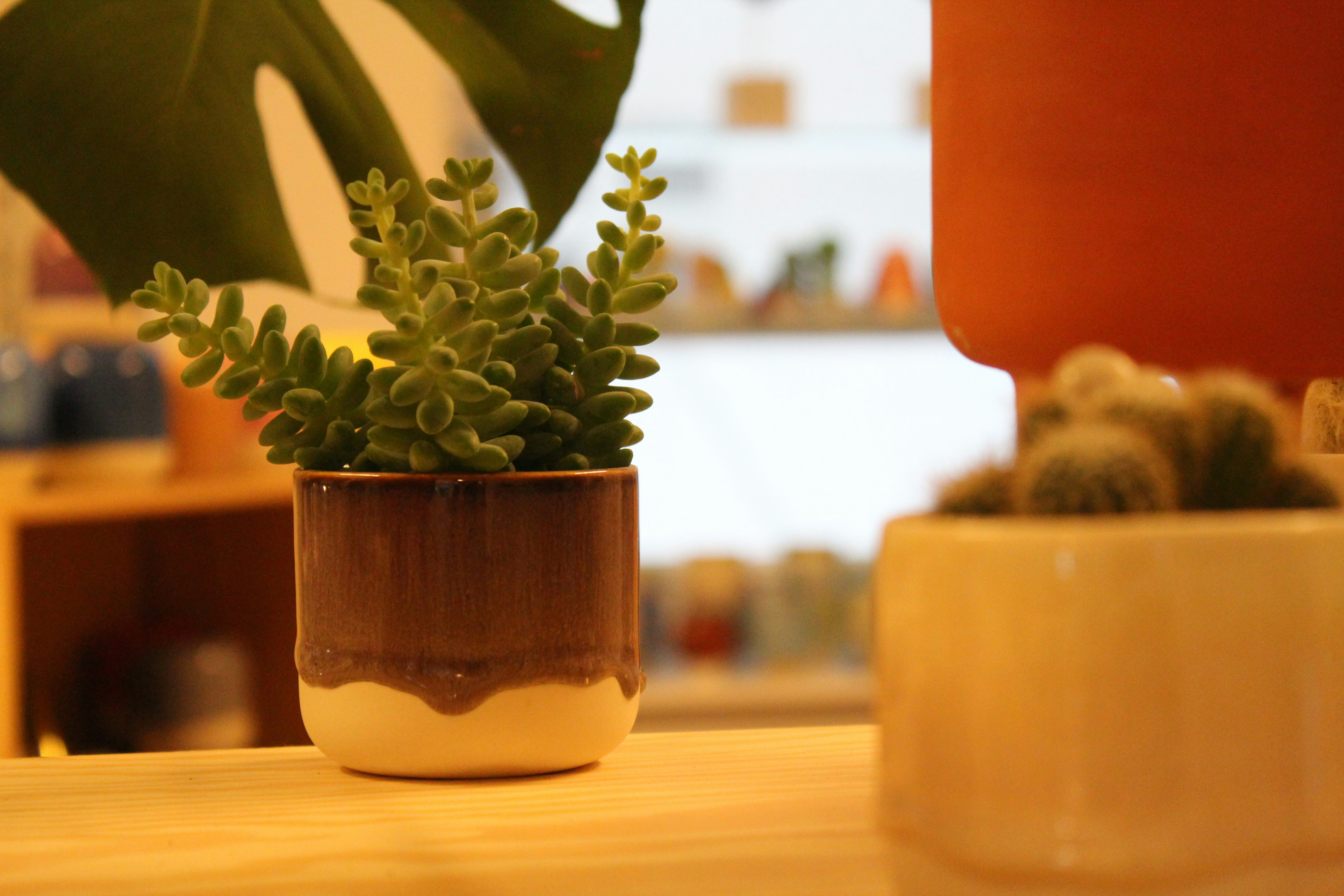 green succulent plant on pot